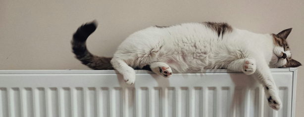 cat laid on home radiator